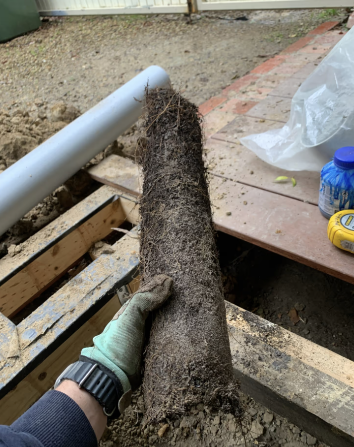 H2PRO plumber holding tree roots removed from old underground pipes during a blocked drain inspection in Mitcham